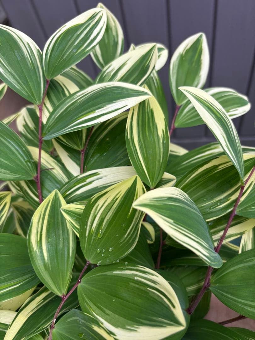 抜き苗 紫色と緑色の斑入り Amazon｜ナルコユリ 斑入り 6株（抜き苗）｜観葉植物 オンライン通販